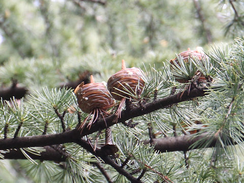 Cedrus deodara