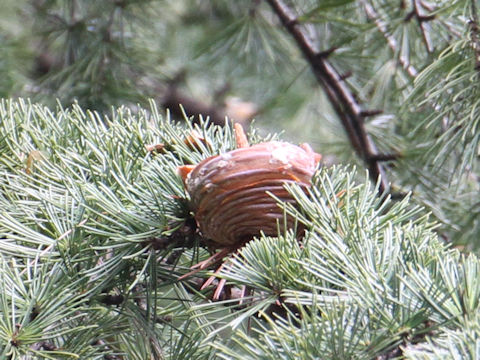 Cedrus deodara