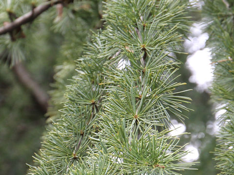 Cedrus deodara