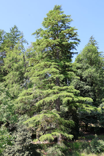 Cedrus deodara