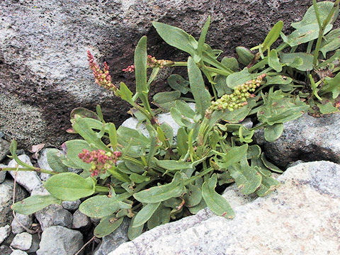 Rumex acetosella