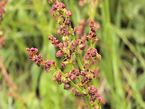 Rumex acetosella