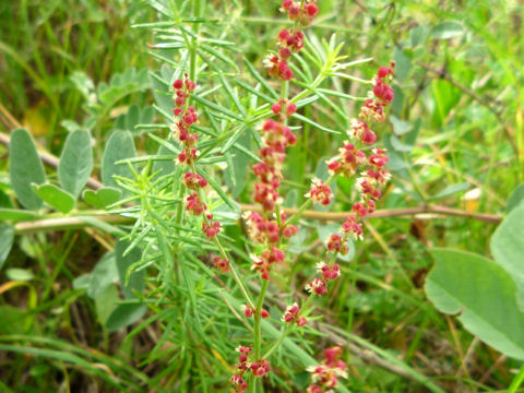 Rumex acetosella