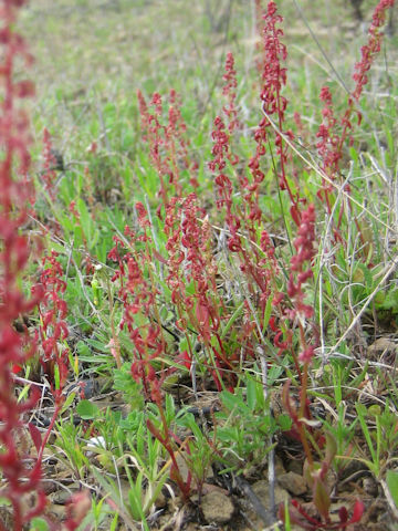 Rumex acetosella