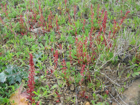 Rumex acetosella