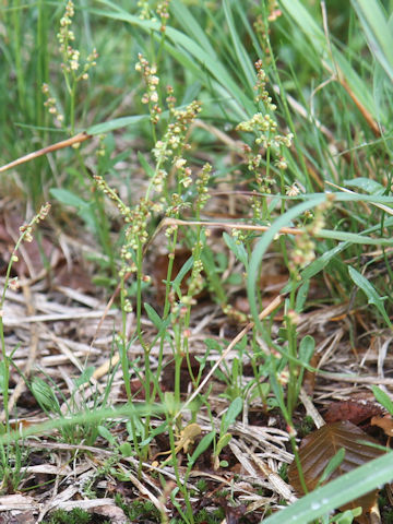 Rumex acetosella