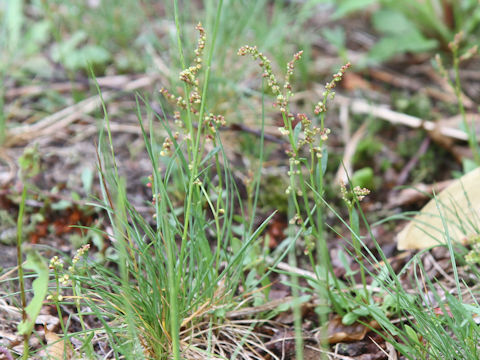 Rumex acetosella