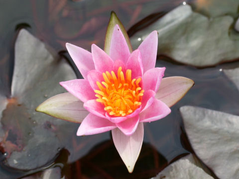 Nymphaea cv. Laydekeri Rosea