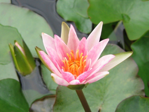 Nymphaea cv. Laydekeri Rosea