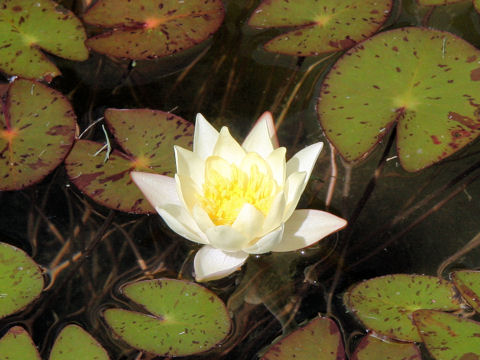 Nymphaea cv. Heloola