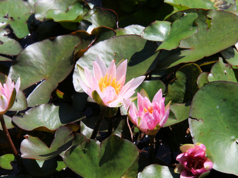 Nymphaea cv. Laydekeri Rosea