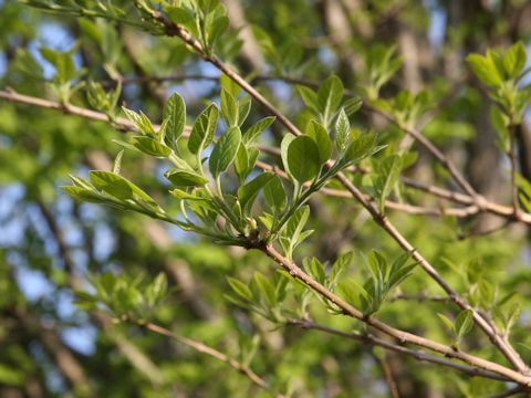 Chionanthus retusa