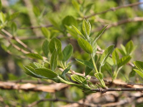 Chionanthus retusa