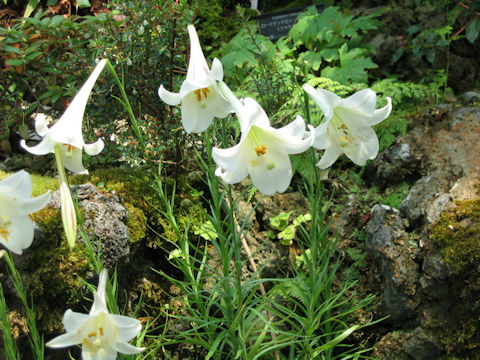 Lilium formosanum var. pricei