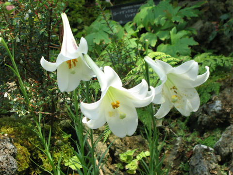 Lilium formosanum var. pricei