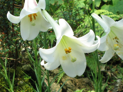 Lilium formosanum var. pricei