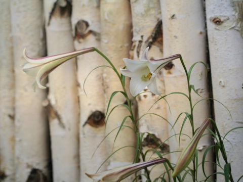 Lilium formosanum var. pricei