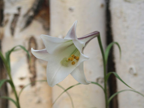 Lilium formosanum var. pricei