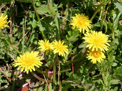 Taraxacum longeappendiculatum