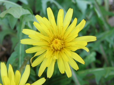 Taraxacum longeappendiculatum