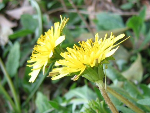 Taraxacum longeappendiculatum