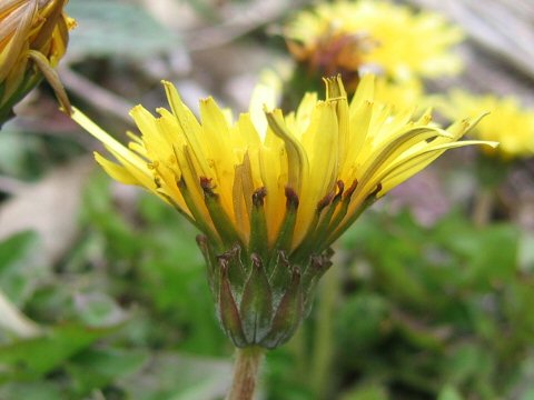 Taraxacum longeappendiculatum