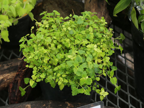 Scutellaria kikai-insularis
