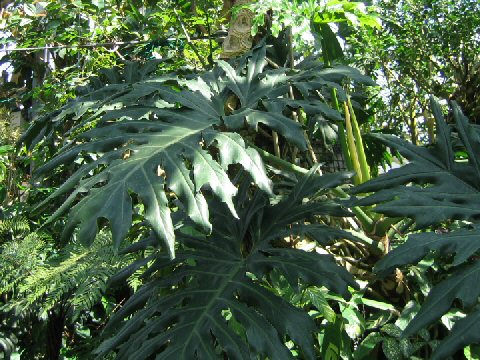 Philodendron selloum