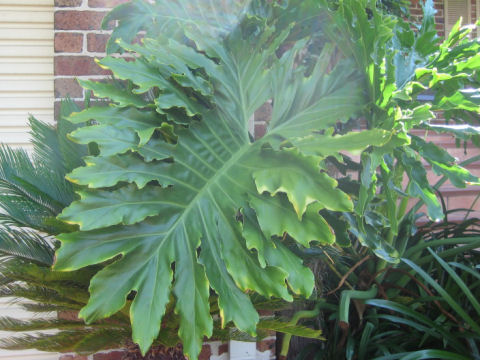 Philodendron selloum