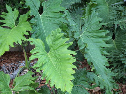 Philodendron selloum