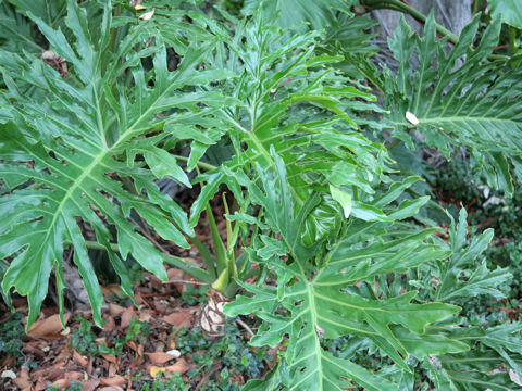 Philodendron selloum