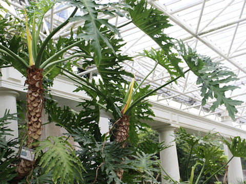 Philodendron selloum