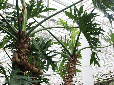 Philodendron selloum