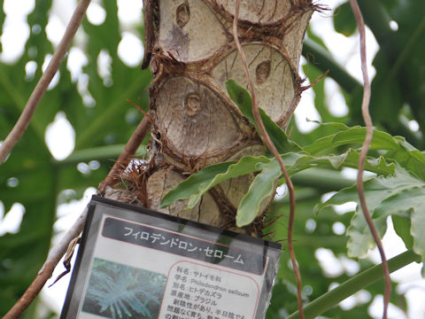 Philodendron selloum