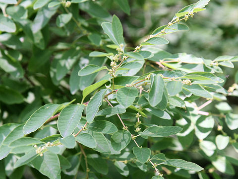 Securinega suffruticosa var. japonica