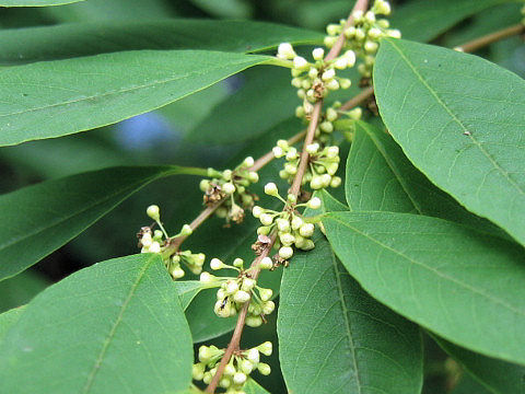 Securinega suffruticosa var. japonica