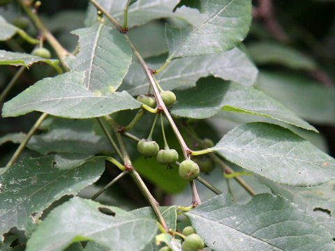 Securinega suffruticosa var. japonica