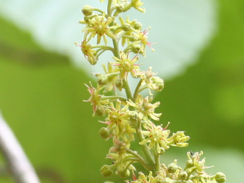 Acer distylum