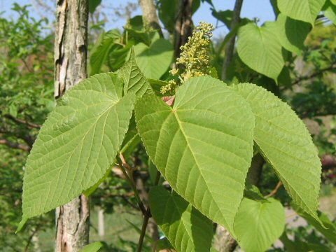 Acer distylum