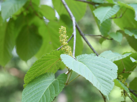 Acer distylum