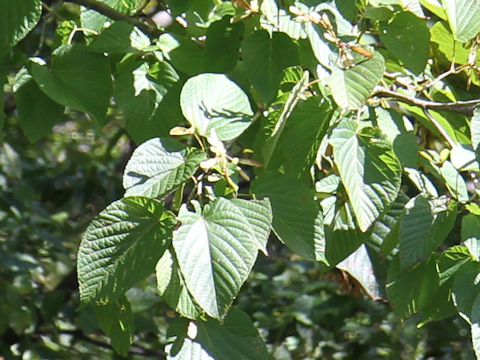 Acer distylum