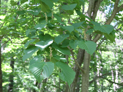 Acer distylum