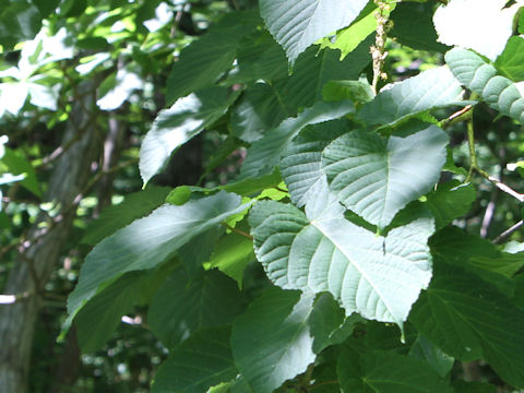 Acer distylum