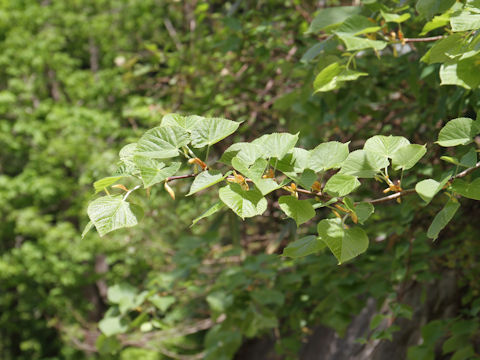 Acer distylum