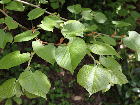 Acer distylum