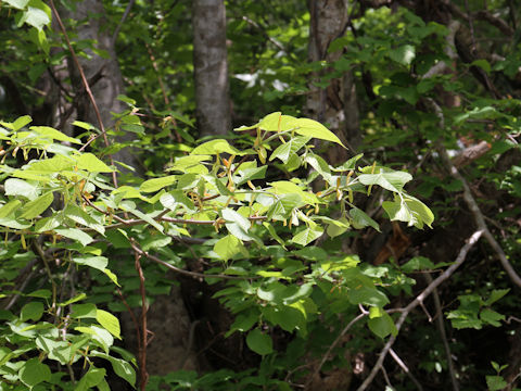 Acer distylum