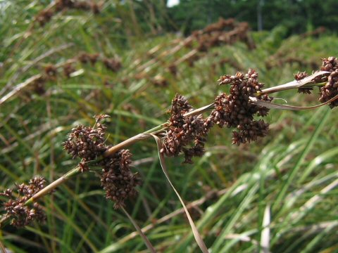 Cladium chinensis