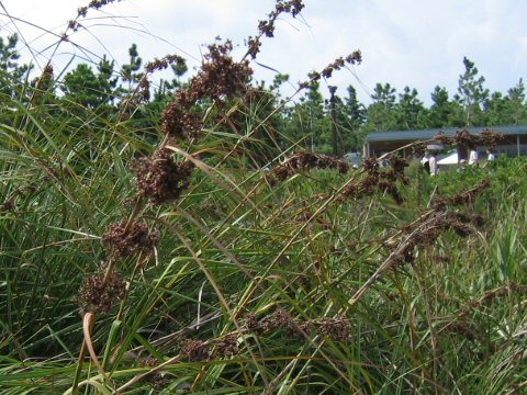 Cladium chinensis