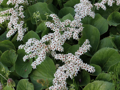 Mukdenia acanthifolia