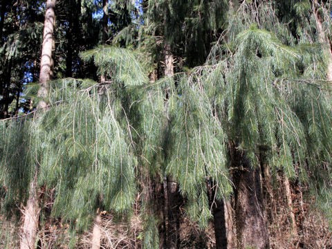 Picea smithiana